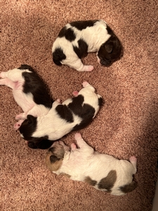 Chocolate and White Parti-colored Schnoodle Puppies for Sale DOB 12-3-2024 $950